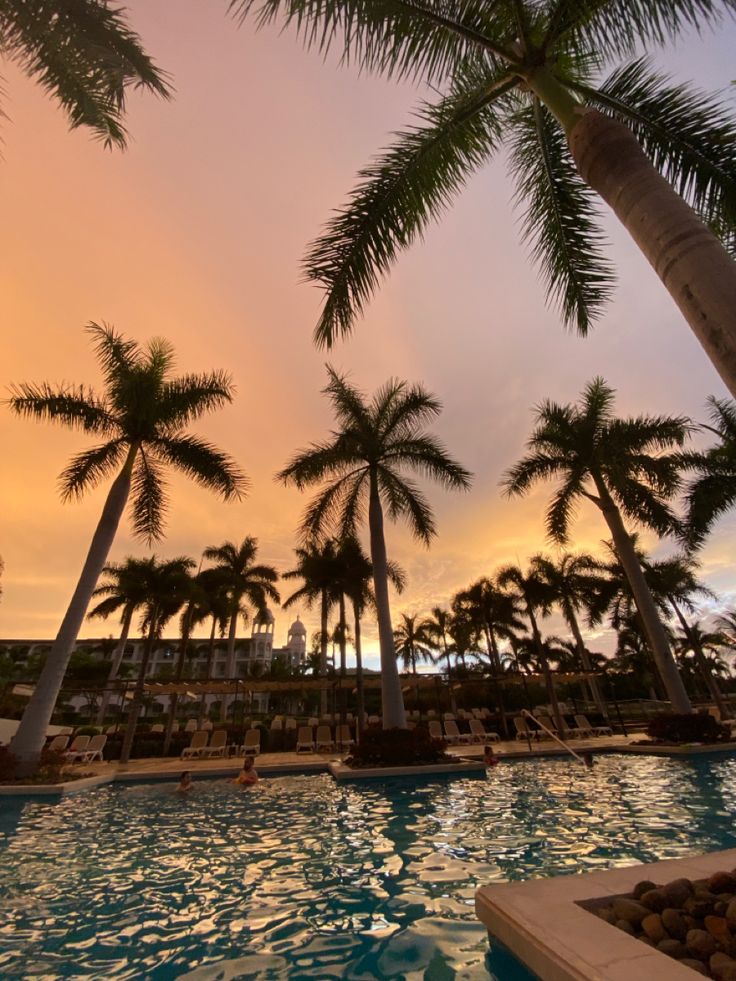 palm trees line the edge of a swimming pool