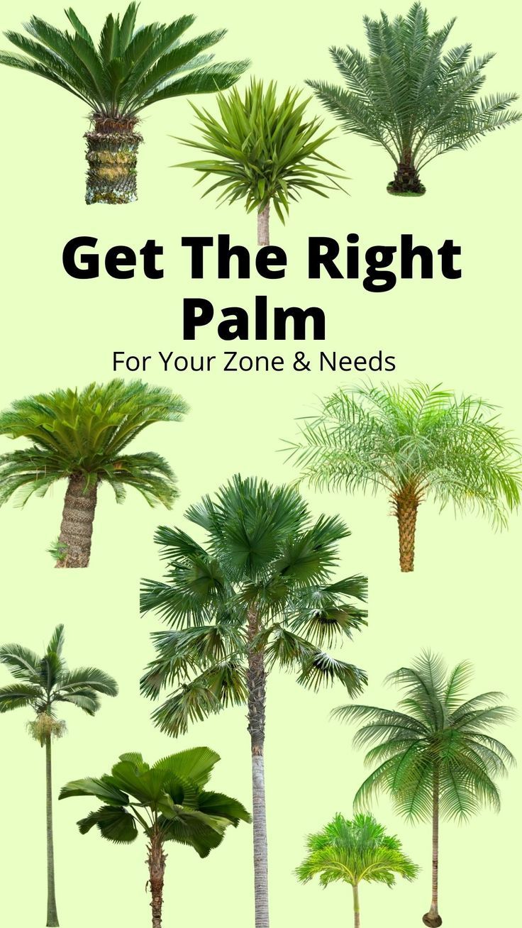 10 types of palm trees Palm Tree Ideas Front Yards, Palm Tree Yard Ideas, Palm Tree Garden Ideas Front Yards, Caring For Palm Trees, Palm Tree Patio Decor, Types Of Palm Trees Outdoor, Pool Landscaping Palm Trees, Palm Trees Landscaping Front Yard, Landscape Design Palm Trees