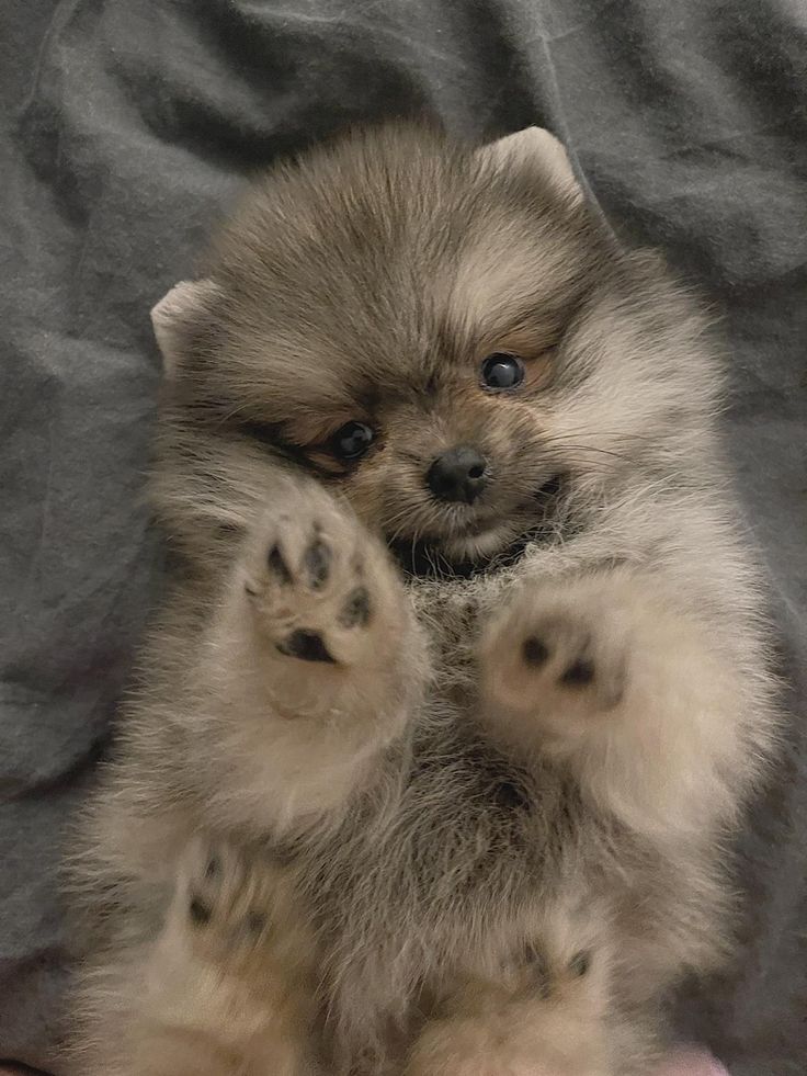 a small fluffy dog sitting on top of a bed next to a gray sheet with its paws in the air