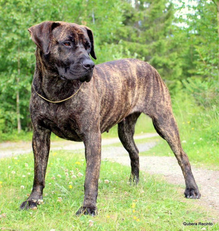 a large brown dog standing on top of a lush green field next to a forest