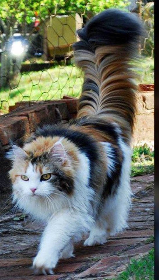 a cat walking on the ground next to a fence