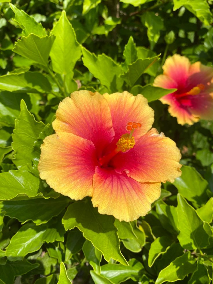 two orange and pink flowers in the middle of green leaves