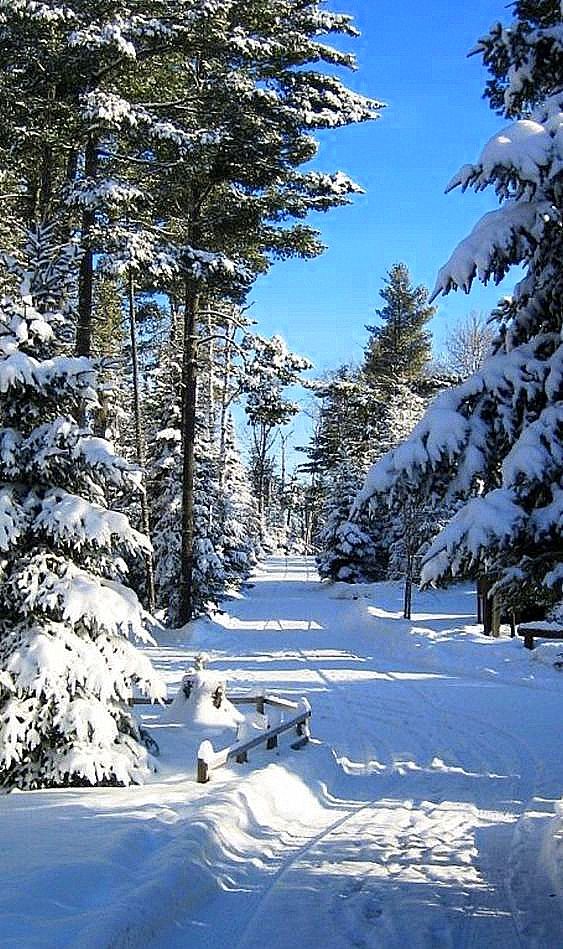 a snow covered road surrounded by pine trees