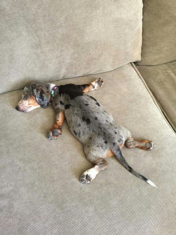 a dog laying on top of a couch next to a pillow