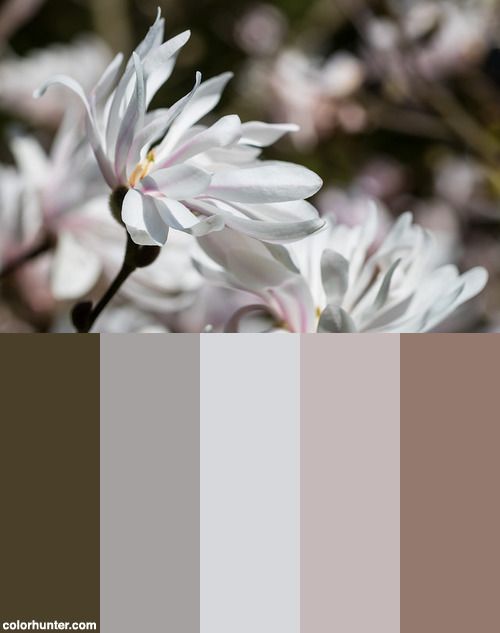 some white flowers with brown and gray colors in the background, including one large flower