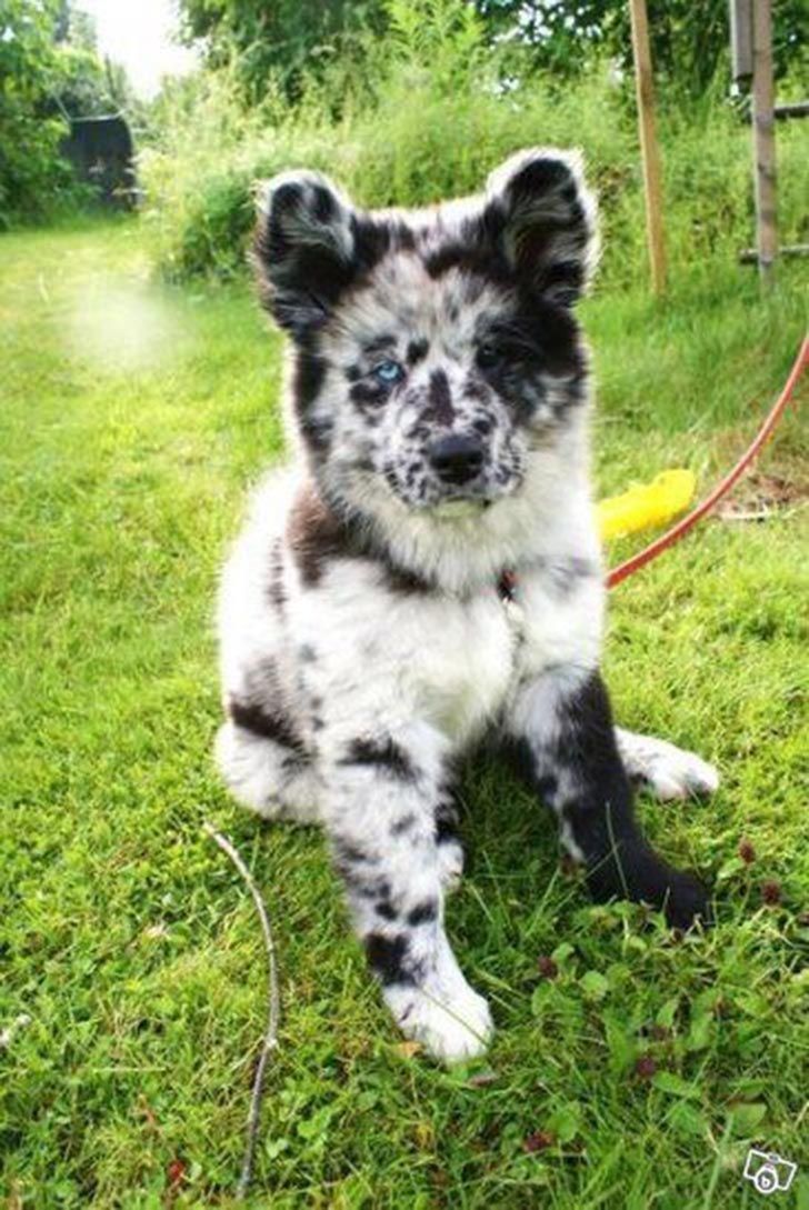 a black and white puppy sitting in the grass