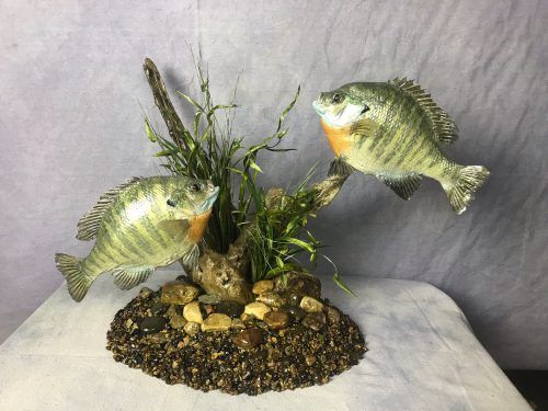 two fish are sitting on top of some plants