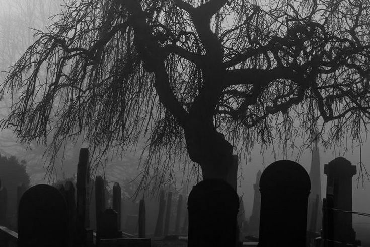 a foggy cemetery with tombstones and trees