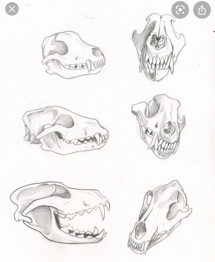 several different types of skulls are shown in this drawing