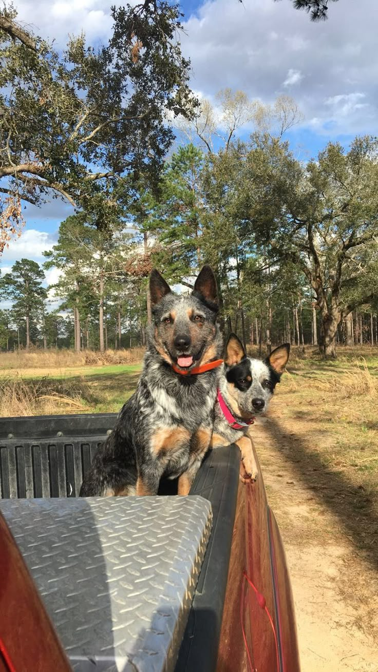 two dogs are sitting in the back of a pick up truck on a dirt road