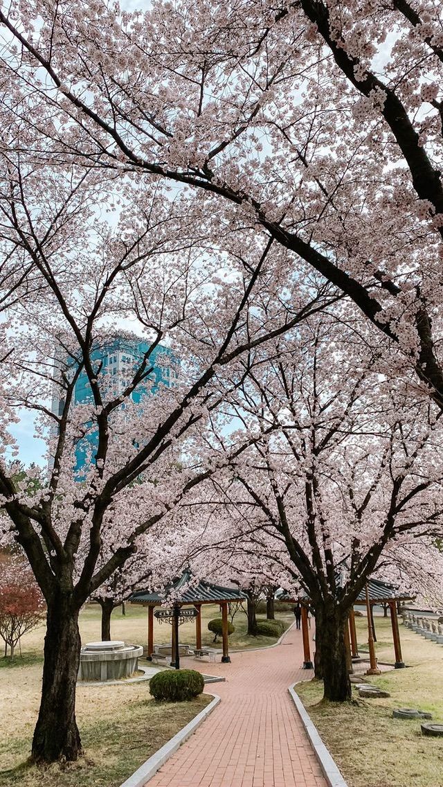 the walkway is lined with cherry blossom trees