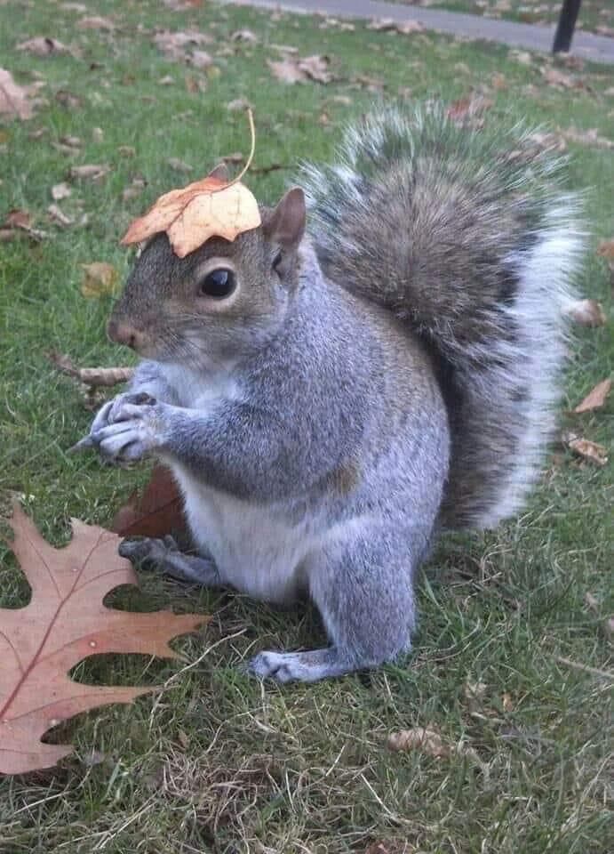 a squirrel with a leaf on its head