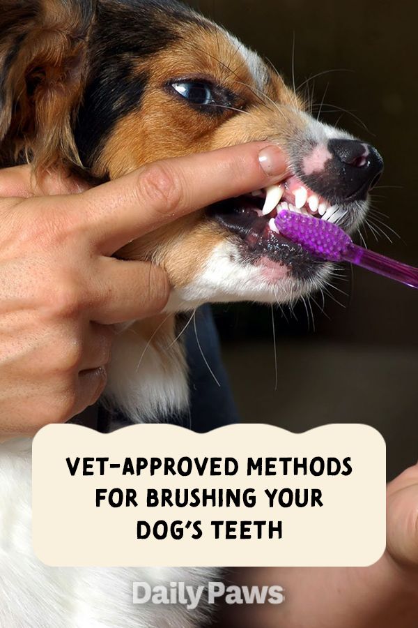 a person brushing their dog's teeth with a purple toothbrush