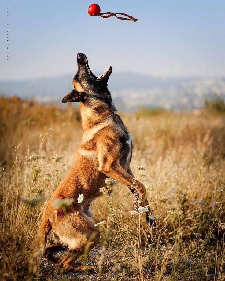 a dog jumping in the air to catch a red ball