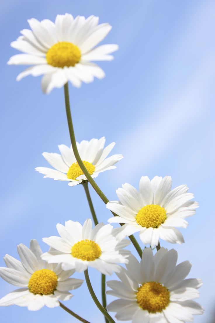 white daisies with yellow centers against a blue sky