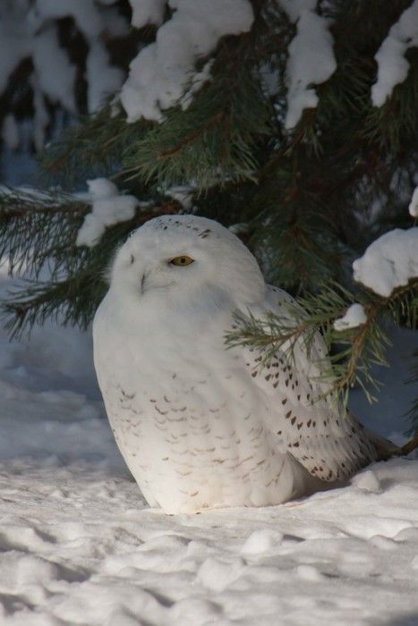 black and white photograph of an owl in the snow next to a pine tree with snow on it