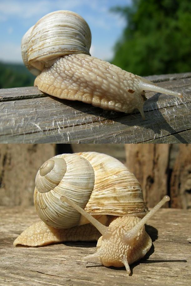 two pictures of snails crawling on wooden planks