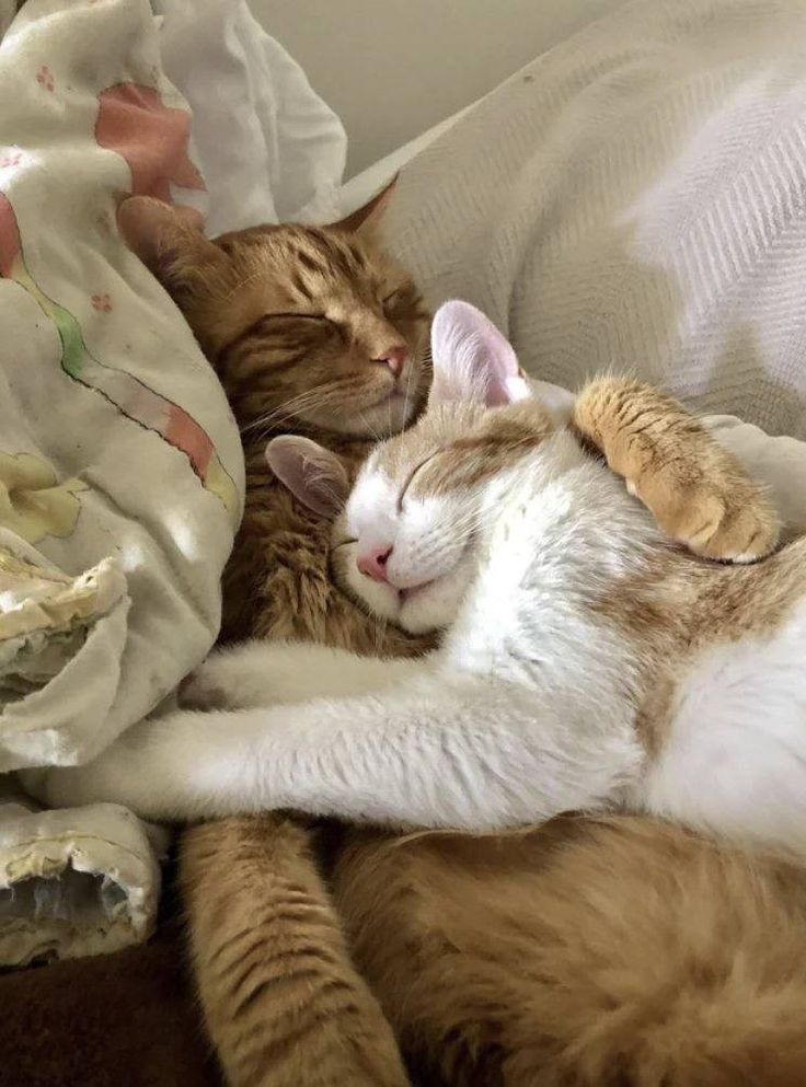 an orange and white cat laying on top of a bed next to a stuffed animal