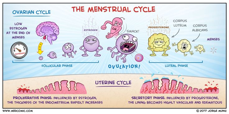 the menstrual cycle is depicted in this cartoon, which depicts different types of human