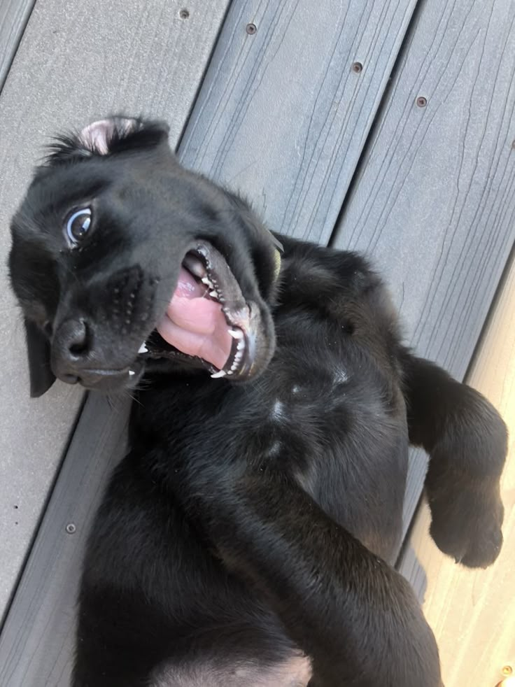 a black dog laying on its back with it's mouth open and tongue out