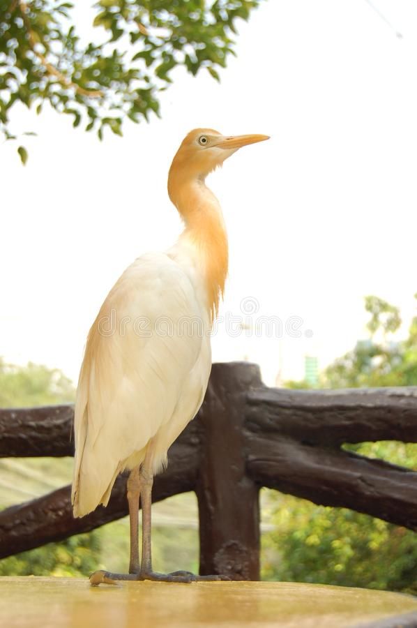 Heron Stock Images, Yellow