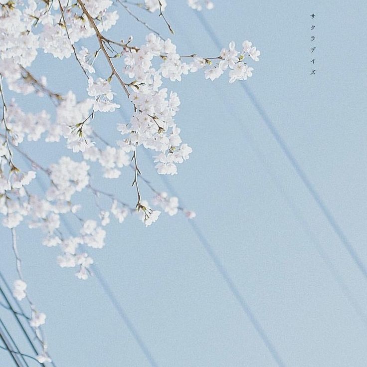 some white flowers are in the air on a sunny day with blue sky behind them