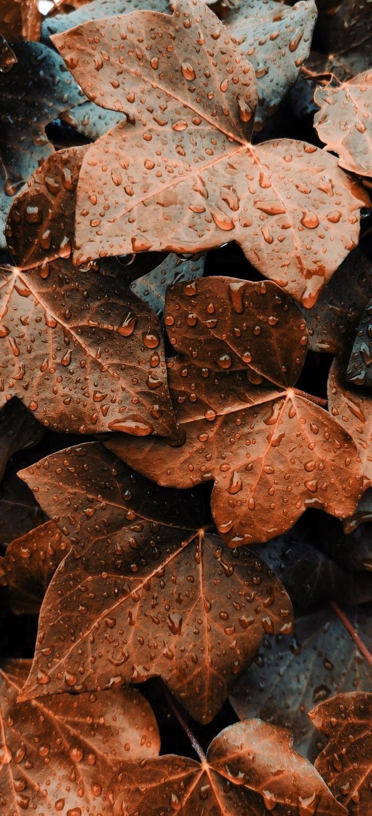 leaves with water droplets on them are lying in the ground together, as if it were raining