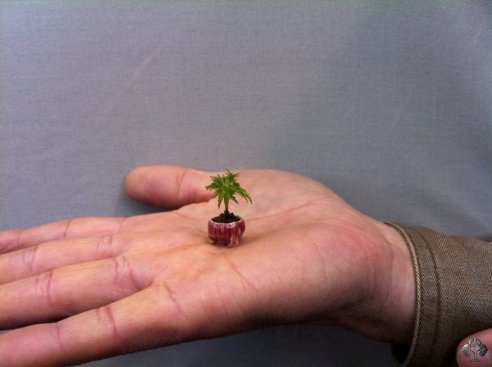 a small plant is growing out of the palm of someone's hand