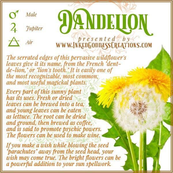 Herbal Correspondences, Plant Magick, Herbal Properties, Herb Magick, Kitchen Magick, Pergola Planter, Magical Plants, Dandelion Leaf, Witch Kitchen