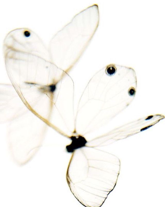 three white butterflies with black spots on their wings, flying in the air and looking straight ahead