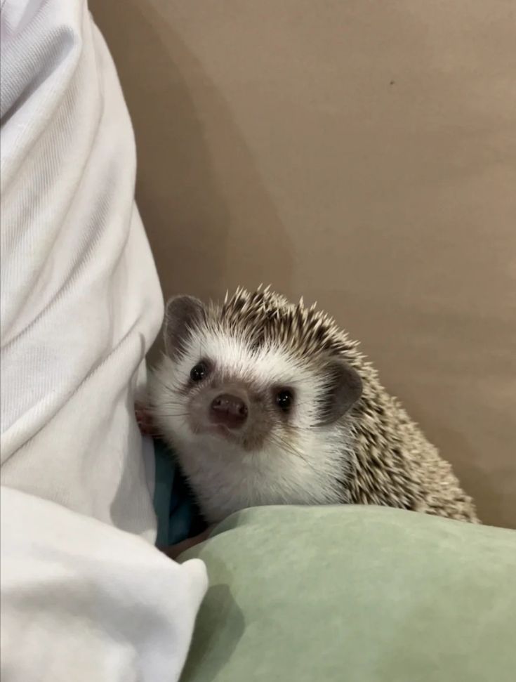 a small hedge sitting on top of a bed next to a white pillow and blanket