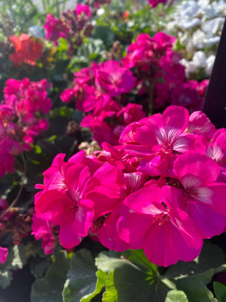 many pink flowers are growing in the garden