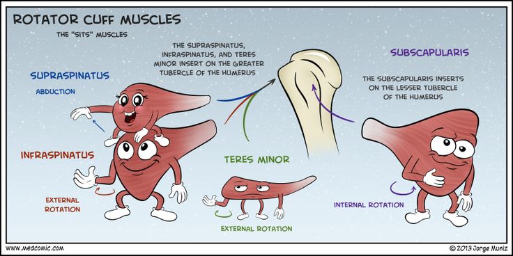 an illustration shows the stages of rotatoric muscles and how they are used to treat them