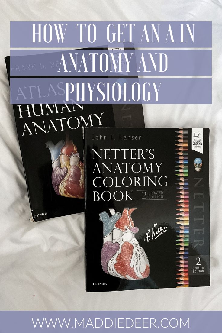 two books with the title how to get an anatomy and human anatomy written on them