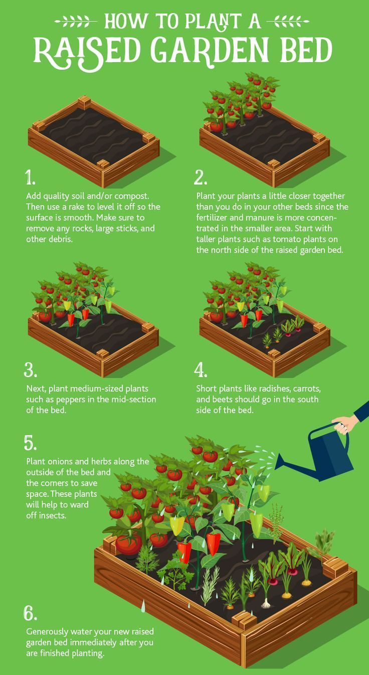 how to plant a raised garden bed in the yard info graphic by creative commonss