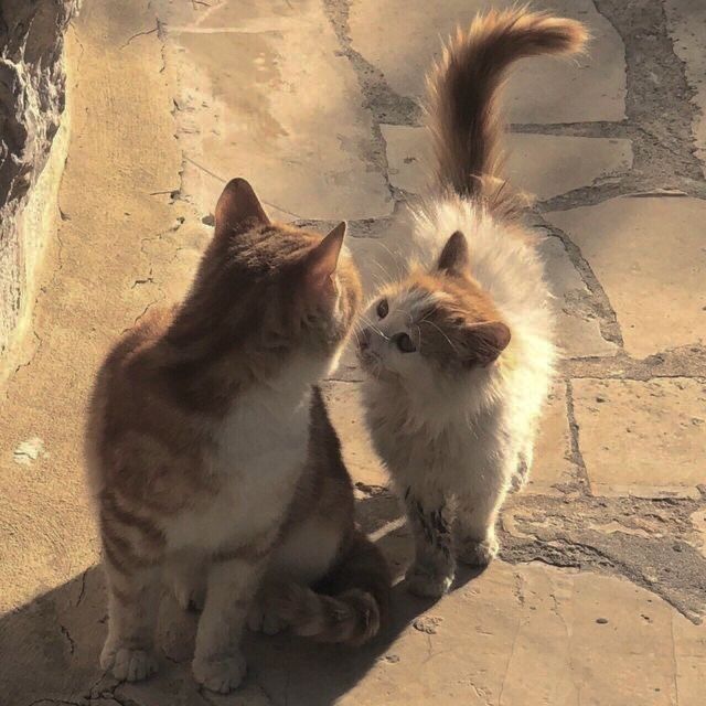 two cats sitting next to each other on a stone floor in front of a window