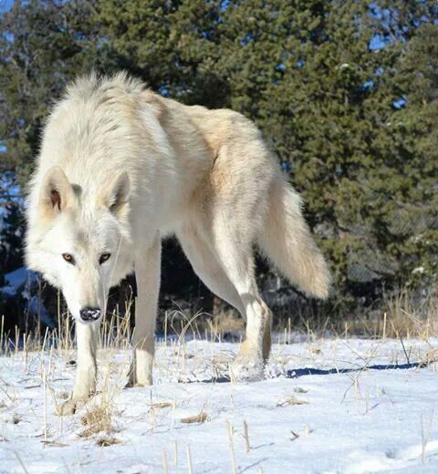 a large white wolf walking across a snow covered field