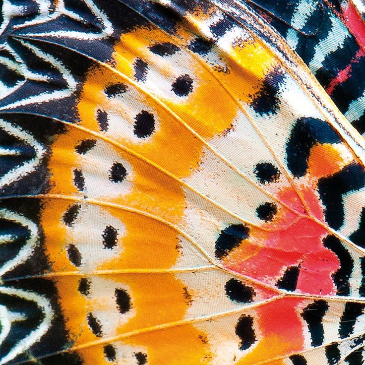 close up view of the wings of a butterfly's wing, with multicolored patterns