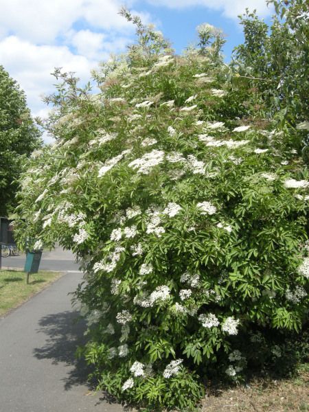 white flowers are blooming on the bush next to a sidewalk and park bench area