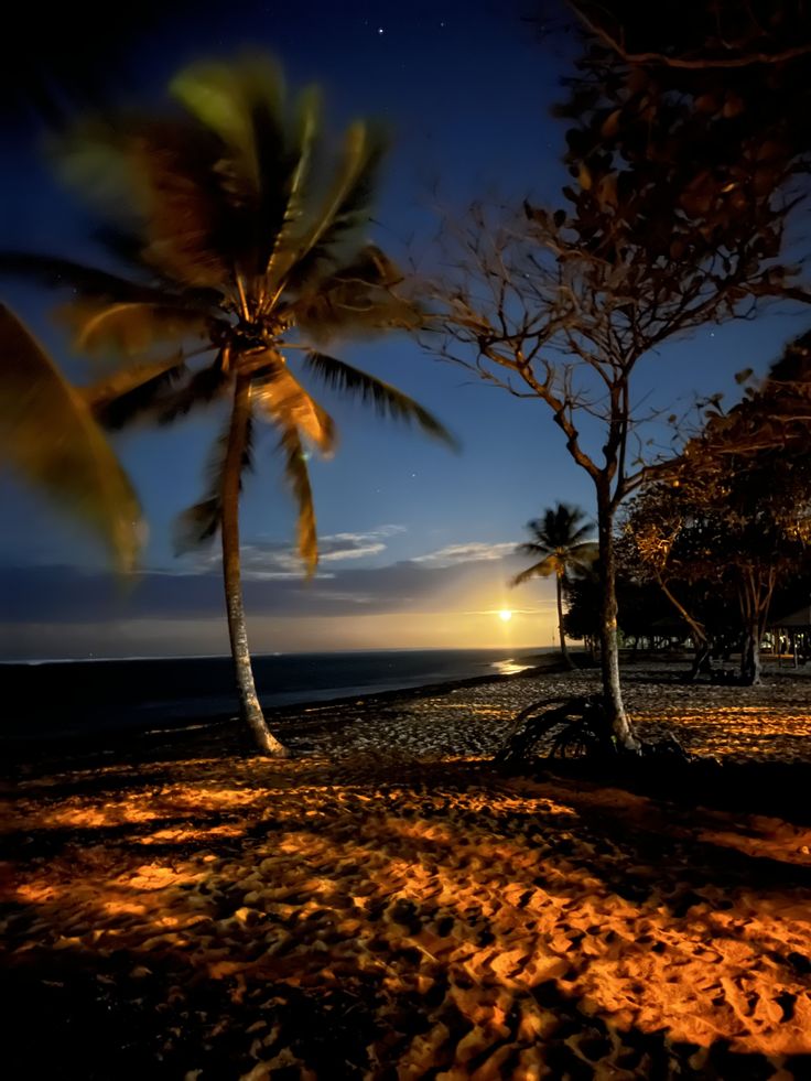 palm trees on the beach at night time