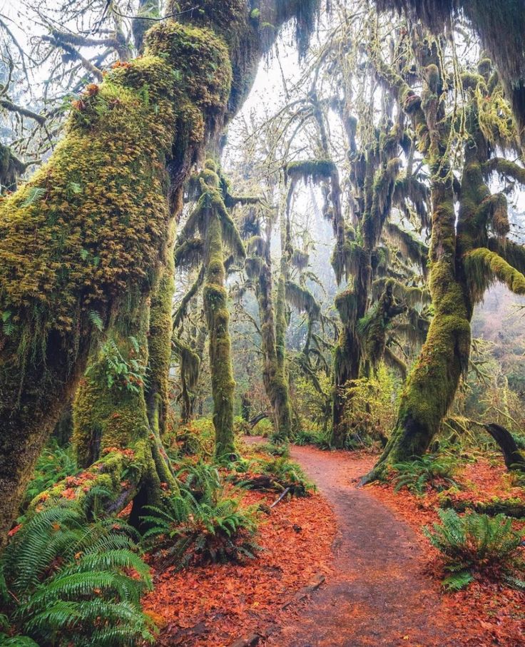 the trail is surrounded by mossy trees and ferns on both sides, with red leaves all around it