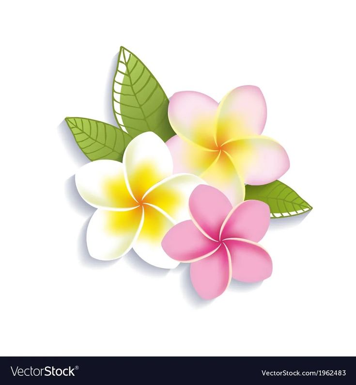 three flowers with green leaves on white background