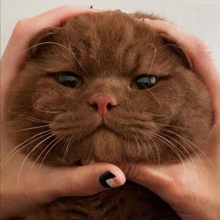 a person holding a cat in their hands with blue eyes and black nail polish on it