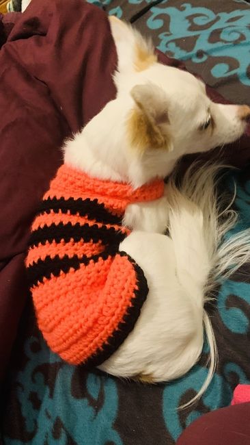 a small dog wearing a knitted sweater laying on top of a bed