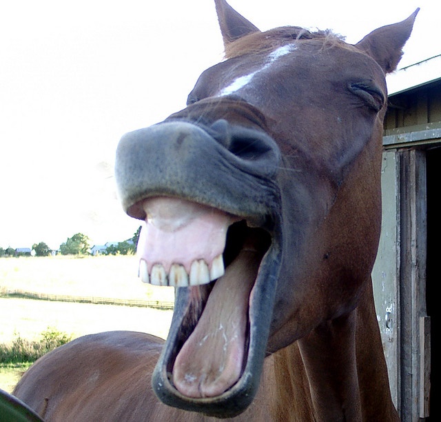 a horse with its mouth open and it's teeth wide open, showing the tongue