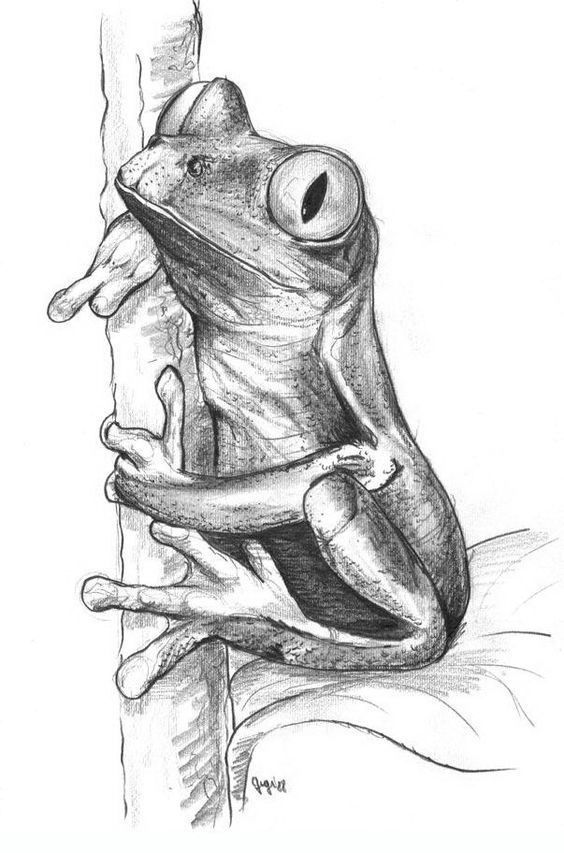 a drawing of a frog sitting on top of a tree