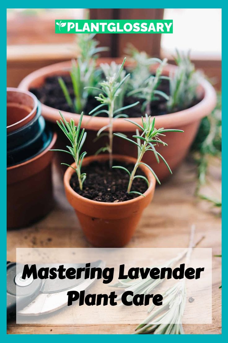 several potted plants with the words mastering lavender plant care