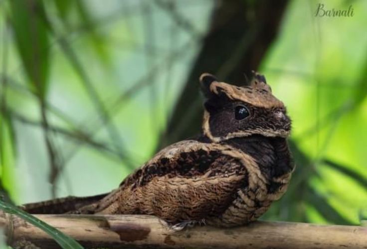 an owl sitting on top of a tree branch