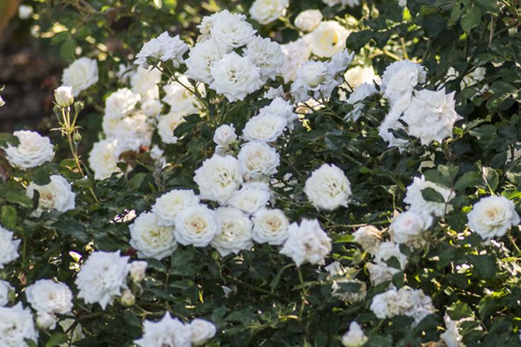 white roses are blooming in the garden