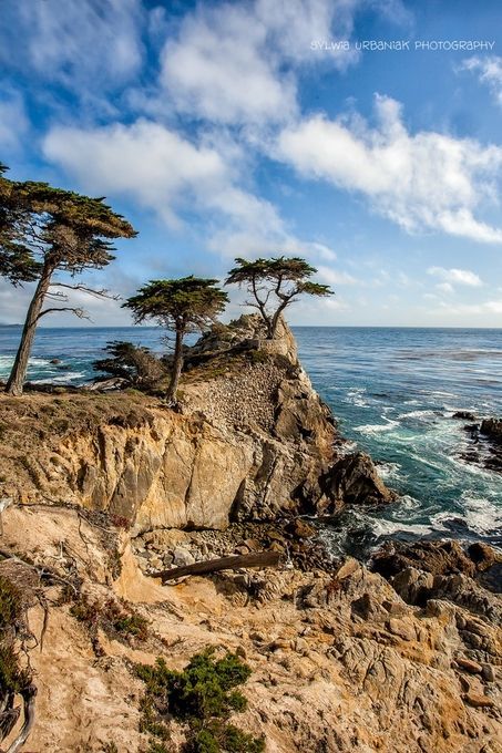 some trees that are on the side of a cliff by the ocean with waves coming in